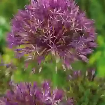 Purple Rain